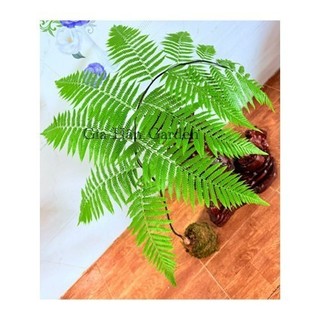 - củ dương xỉ culi chuẩn lông vàng , lông cầm má.u rất hiệu quả, trồng trực tiếp trong nhà