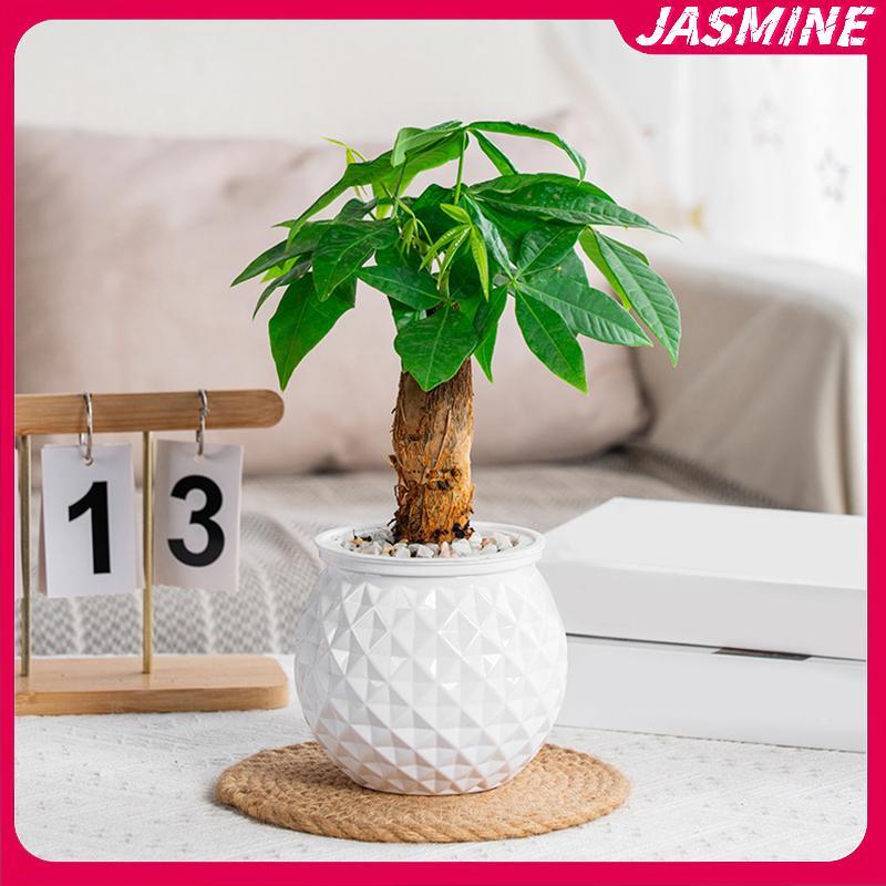JASMINE Mini Tự Tưới Cây Chậu Hoa Bể Cá Nhựa Trong Suốt Chậu Cây Tự Tưới Cây Chậu Bình Để Trang Trí Nhà Cửa JASMINE