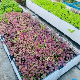 Chậu ghép thông minh 250x100x23cm nhựa HDPE/PP: kết cấu chắc, dễ lắp đặt, phù hợp mọi cây trồng.