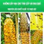 【COD】Chai keo xịt đậm đặc bẫy ruồi vàng cho vườn cây, bảo vệ hoa màu khỏi sâu bệnh hiệu quả.