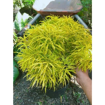 (Hỏa Tốc) Cây Đinh Lăng Lá Vàng 40-50cm
