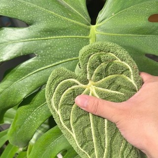 Kellnny Hình Lá Nhiệt Đới Mềm Lông Cừu Khăn Tay Siêu Thấm Hút Nhanh Khô Treo Khăn Cho Nhà Bếp Phòng Tắm Essentia