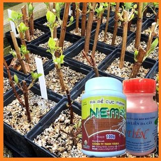 COMBO 1 LỌ RA RỄ NEM VÀ 1 LỌ KEO LIỀN SẸO MỸ TIẾN - Giúp ra rễ và liền sẹo khi ghép cây trồng