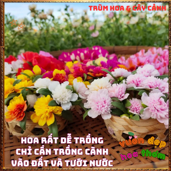 Cành Hoa SAM KÉP NỞ CẢ NGÀY tuyệt đẹp rực rỡ siêu đáng yêu dễ trồng️📩 Hoa Mười Giờ Bonsai & Phụ Kiện