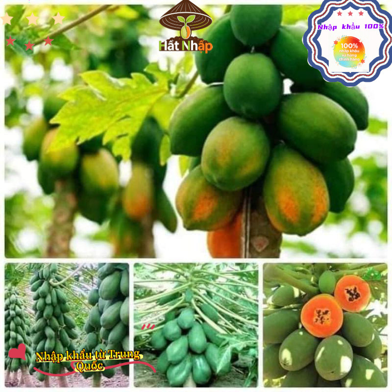 Imported red-fleshed papaya from China,Hạt Giống Đu Đủ Ruột Đỏ Sinh Trưởng KhoẻOriginal packaging 50 caps-k019