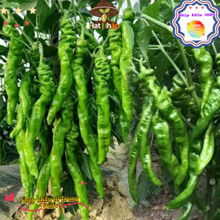 （250 hạt giống）Hạt Giống Ớt Xanh Hồ Nam，Cay ngon, chịu nhiệt tốt và năng suất cao.k053