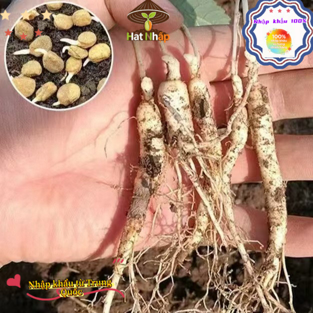 ThậtHạt Giống Nhân Sâm Hàn Quốc, Khoảng 60 viên，Chịu Nhiêt Tốt Trồng Được Năm, Năng Suất Cao - k036