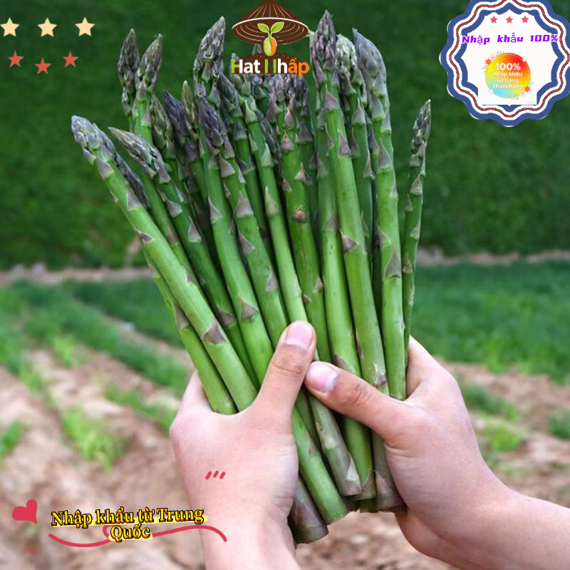 (Bao bì gốc 50 viên nang) Trung Quốc nhập khẩu，Hạt giống măng tây xanh chịu nhiệt bốn mùa，-k017