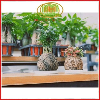 .. Quả cầu rêu kokedama trồng cây mang phong cách nhật bản kết nối với núi rừng dù đang sống ở phố thị .