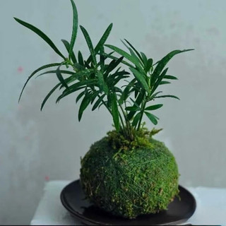 - quả cầu rêu kokedama trồng thay chậu (hàng thủ công)