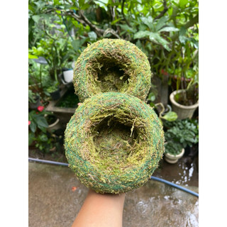 - .. Quả cầu rêu Kokedama(ảnh thật tự chụp) làm chậu trồng cây, chậu bay, chậu treo .