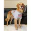 【Ready Stock】 Big Dog Thin Clothes Border Collie Golden Retriever Samo Clothes Dog Clothes Large Dog Funny Cute Clothes Summer Thin X5He