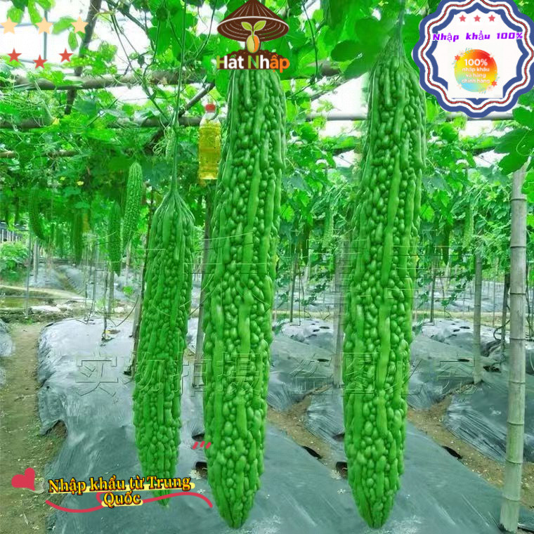 Hạt giống mướp đắng xanh siêu trái，1cái túiKhoảng 10 viên thuốc，-k007