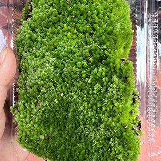 Rêu cushion tiểu cảnh bonsai, đắp tường rêu, terrarium, dùng làm nền
