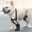 HamshMoc Boot Bảo Vệ Thú Cưng Để Chăm Sóc Vết Thương Chân Chó Bao Thoáng Khí Có Thể Điều Chỉnh Chống Trơn Trượt Cho Chó Bị Thương