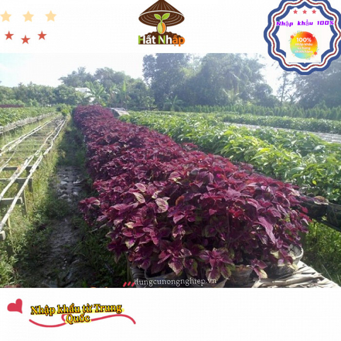 Hạt tía tô giàu dinh dưỡng, năng suất cao, đóng gói 1000 hạt-k024