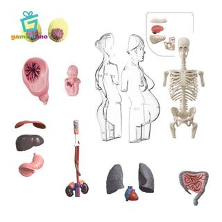 Gamchiano Mô hình giải phẫu cơ thể con người Đồ chơi giáo dục Các bộ phận có thể tháo rời Lắp ráp giải phẫu