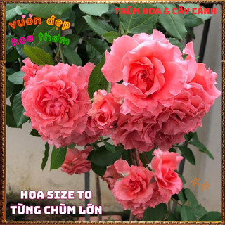Chậu Hoa Hồng Corail Gelee Nở Bền Thơm Đậm Bông To Từng Chùm Mĩ Mãn️📬 Làng Hoa Sa Đéc