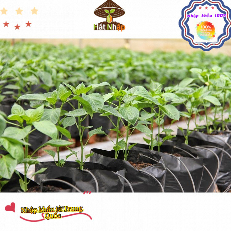 Hạt Giống Ớt Chỉ Thiên F1 (500 Hạt) - Cay Nồng Nàng ,Thơm Ngon -k035