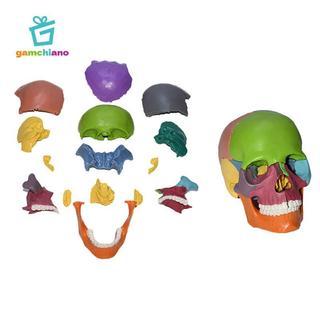 Gamchiano Palm Sized 1: 1 Mô hình PVC, 15 bộ phận Thiết bị giảng dạy có thể tháo rời, Mô hình Mini kích thước cuộc sống