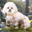 Quần bốn chân chống bụi cho chó Vỏ chân chống bẩn cho thú cưng Chống nước chống tiểu Bichon Teddy Chó nhỏ đi chơi cho chó đi chơi tiện dụng