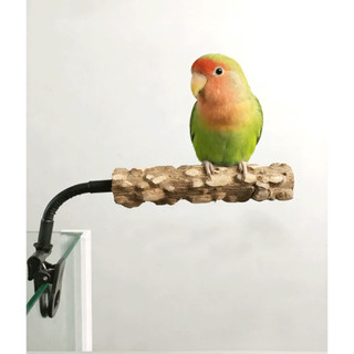 Cá rô vẹt huấn luyện bô - Giá đỡ gỗ tiêu kẹp cho Budgie Cockatiel & Lovebird