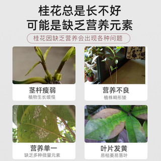 Phân bón hoa Osmanthus chuyên dụng, hỗ trợ bốn mùa, bổ sung nitơ, phốt pho, kali
