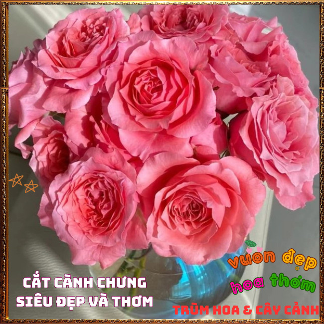 Chậu Hoa Hồng Corail Gelee Nở Bền Thơm Đậm Bông To Từng Chùm Mĩ Mãn️📩 Hoa Mười Giờ Bonsai & Phụ Kiện