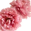 Hoa Mẫu Đơn Giả Cao Cấp 18cm Bó Hoa Lụa Mẫu Đơn Phong Cách Châu Âu Decor Nhà Cửa Sang Trọng Phụ Kiện Chụp Ảnh Trang Trí Đám Cưới (37cm)
