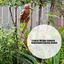 Cc Metal Bird Garden Cọc cổ Tượng điêu khắc ngoài trời chịu thời tiết