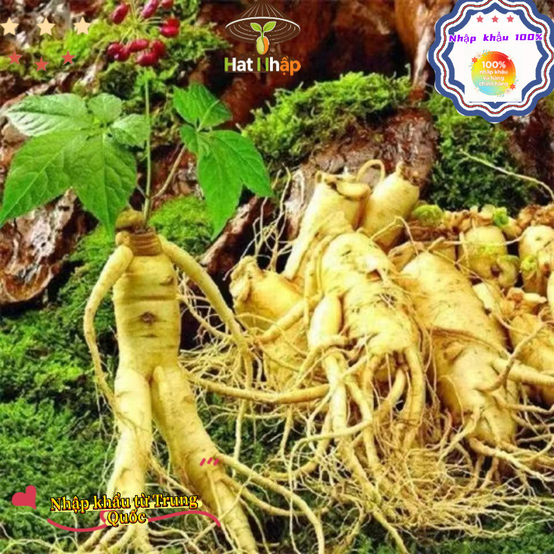 ThậtHạt Giống Nhân Sâm Hàn Quốc, Khoảng 60 viên，Chịu Nhiêt Tốt Trồng Được Năm, Năng Suất Cao - k036