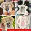 Thẻ Photocard DUSKGLOW, Thỏ tai lớn đa chức năng / Hộp đựng thẻ ảnh Collie viền, Thẻ sang trọng chất lượng cao Văn phòng trường học