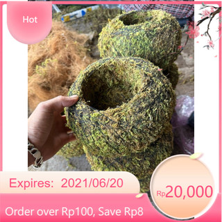 AA A quả cầu kokedama rêu tự nhiên kokedama trồng thay chậu (hàng thủ công)