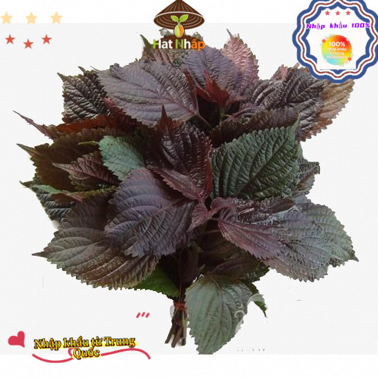 Hạt tía tô giàu dinh dưỡng, năng suất cao, đóng gói 1000 hạt-k024