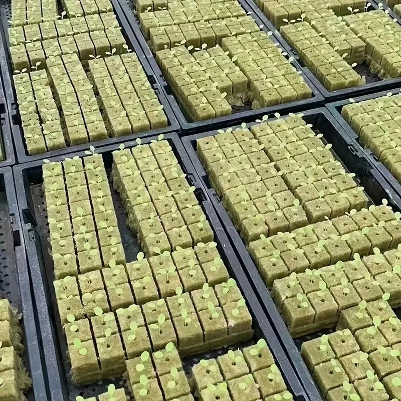50 / 100 CÁI Văn hóa không đất Rockwool Khối trung bình Hydroponic Seeding Khối trồng cây cho cây