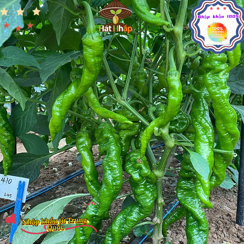 Hạt Giống Ớt_ Xanh_ Hàn Quốc(250 hạt) -Ngọt, Cay Nhẹ, chịu nhiệt và năng suất cao - k053