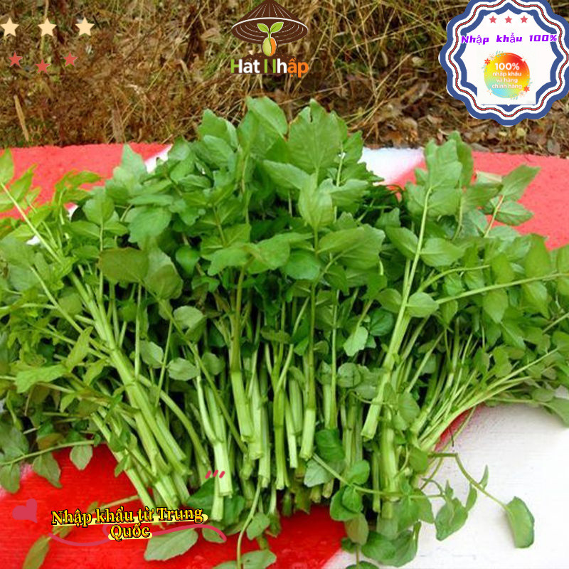 Hạt giống rau cải xoong, xà lách xoong trồng cạn giàu dinh dưỡng-k016
