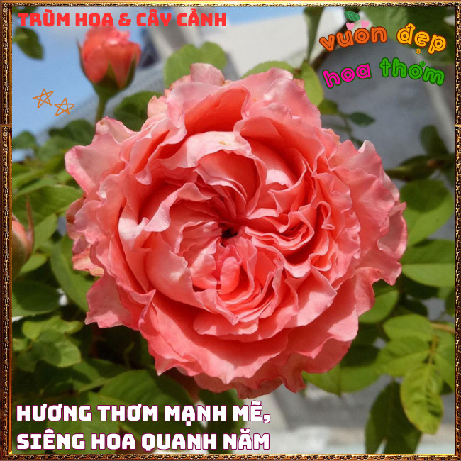 Chậu Hoa Hồng Corail Gelee Màu Cam Hồng Bông Rất To Nở Bền 2 Tuần 📕 TRÙM HOA VÀ CÂY CẢNH
