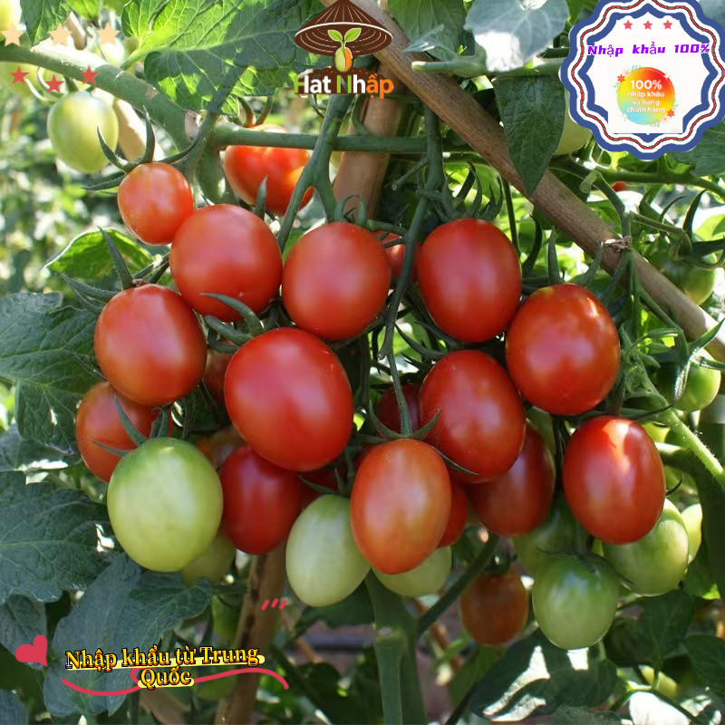 Hạt giống cà chua cherry đỏ chịu nhiệt，-k006