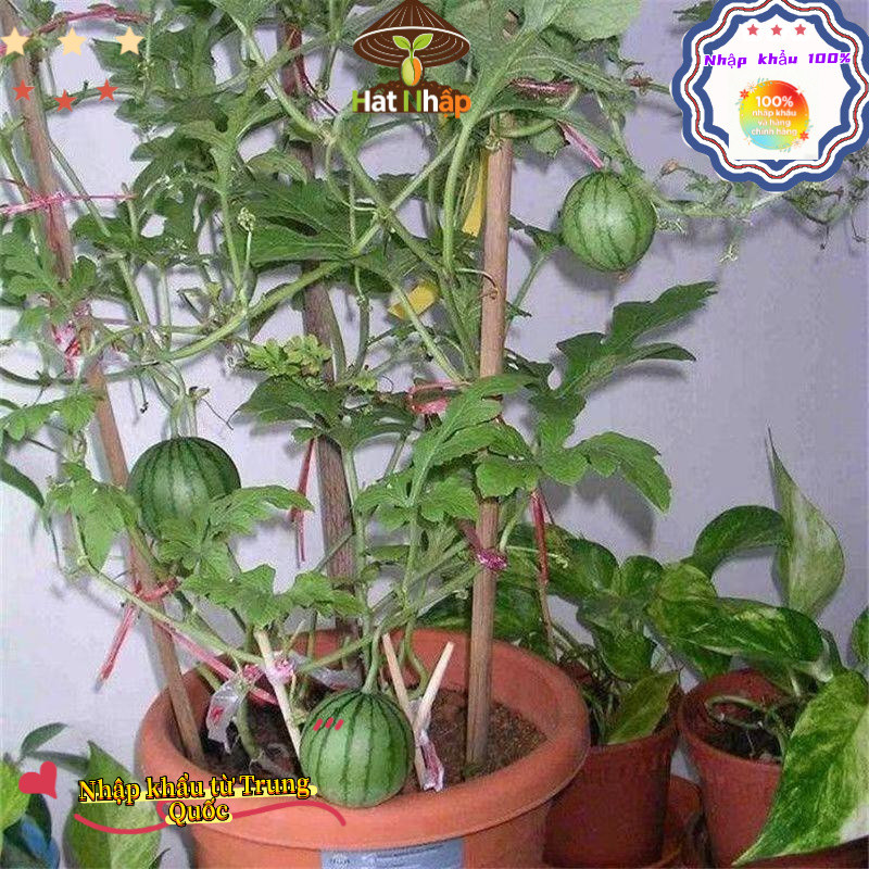 Trung Quốc nhập khẩu，Hạt giống dưa hấu táo baby siêu giòn ngọt，Bao bì gốc 50 viên nang，-k004