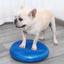 HamshMoc Dog Balance Trainer Wobble Board Vật lý trị liệu Pad để huấn luyện cơ bắp Bề mặt chống trượt