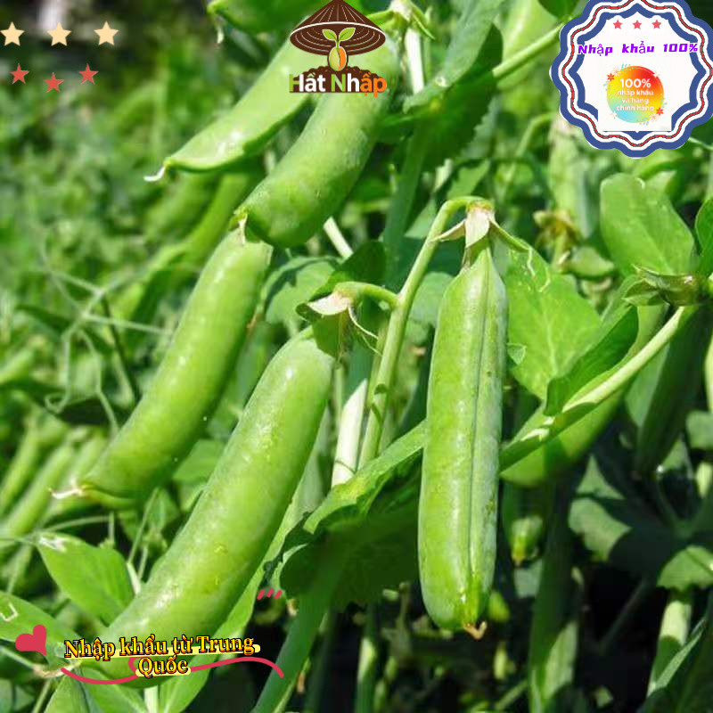 Hạt giống đậu Hà Lan，Ngọt và giòn, 20g bao bì gốc, k032