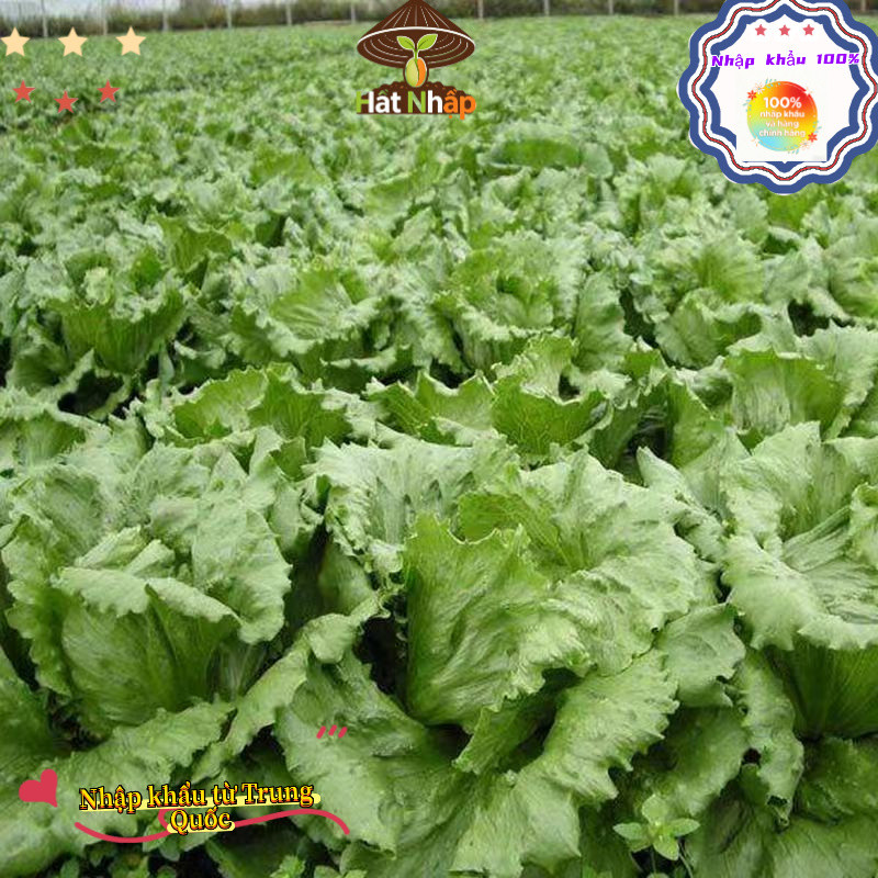 Hạt giống rau xà lách cuộn Iceberg giòn ngọt，-k018