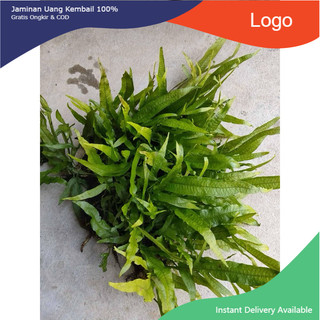 - dương xỉ java trang trí bể thủy sinh không cần co2