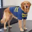 【Ready Stock】 Summer Thin Large Dog Clothes Anti-Lint Golden Retriever Alaska Breathable Sun Protection Big Dog Cool Clothes Solid Color zLJt