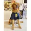 【Ready Stock】 Summer Dog Clothes Thin Labrador Golden Retriever Anti-Lint Cute Medium-Sized Dog Large Dog Dog Pet Clothes n3oH