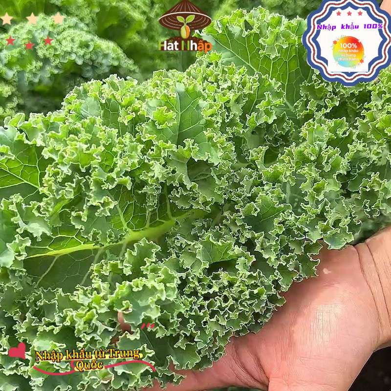 Hạt giống cải kale, cải xoăn chịu nhiệt，-k009