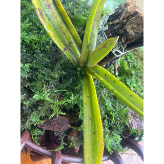 - rêu trắc bá đắp chậu hoa lan , tiểu cảnh , setup bán cạn, terarium