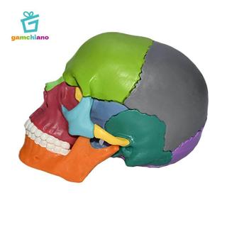Gamchiano Palm Sized 1: 1 Mô hình PVC, 15 bộ phận Thiết bị giảng dạy có thể tháo rời, Mô hình Mini kích thước cuộc sống