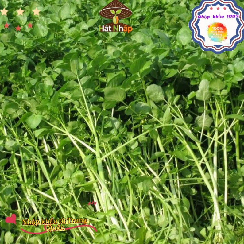 Hạt giống rau cải xoong, xà lách xoong trồng cạn giàu dinh dưỡng-k016